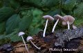 Pluteus boudieri-amf1487